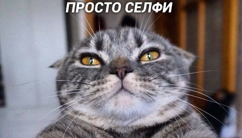 selfi-kotejki-5463777-e1569571172604.webp