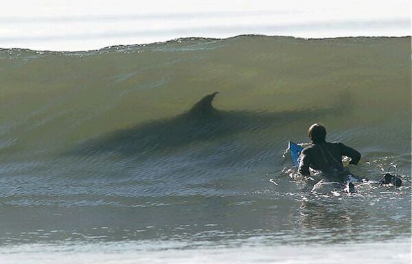shark-01.jpg