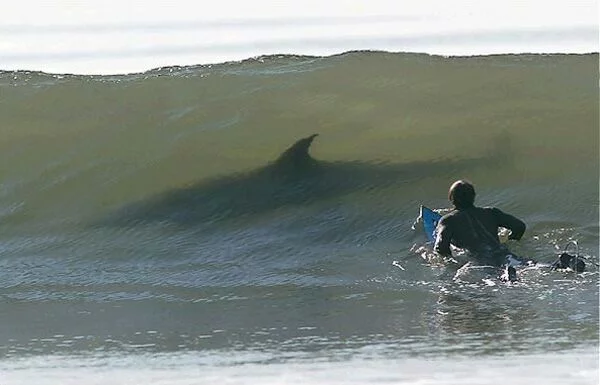 shark-01.webp