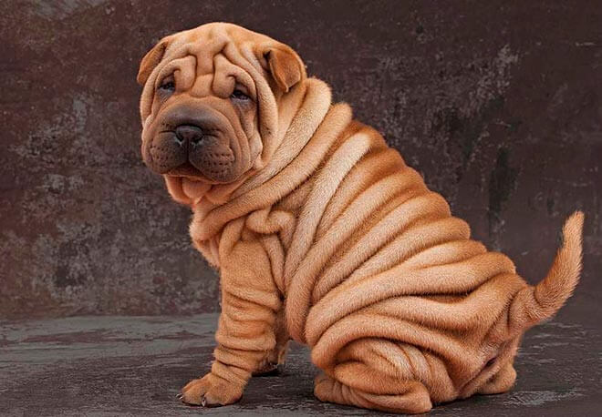 sharpei-17.jpg