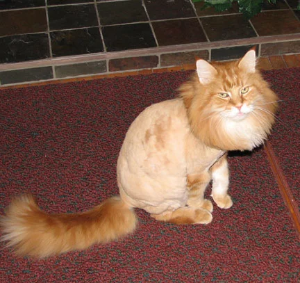 shavedcat-buzzfeed.webp