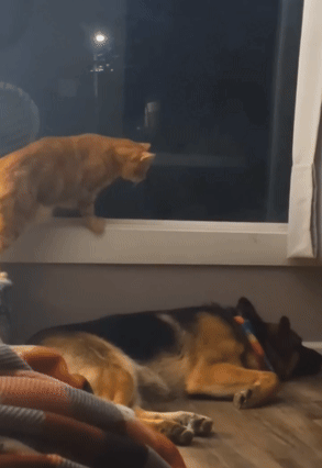 She_Is_Jealous_Of_Her_New_Boyfriend_ (2).gif