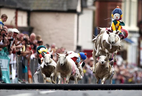 sheep-racing.webp