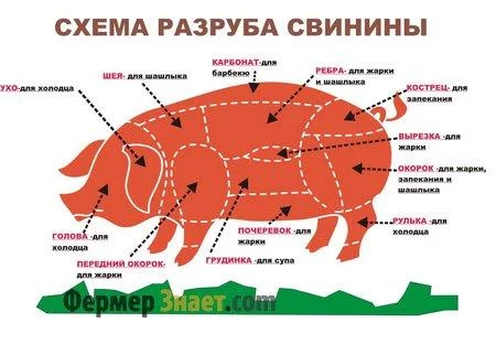 shema_.webp