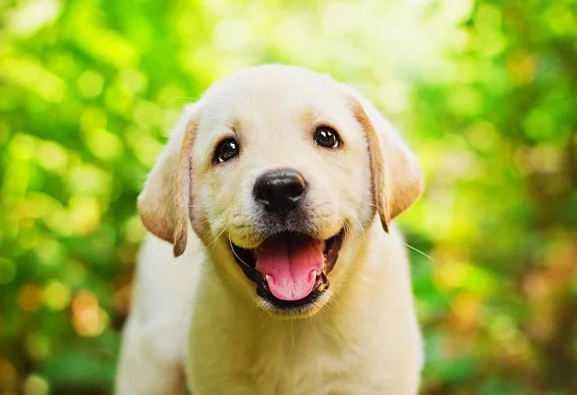 Shenki-labradora-15-650x445.webp