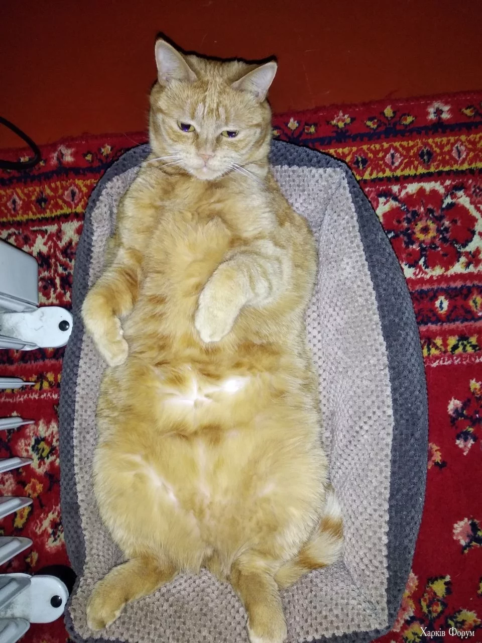  шерстка.webp