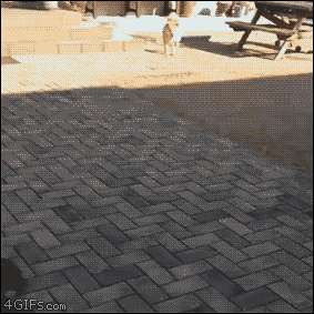 Shiba-inu-doge-smiles.gif