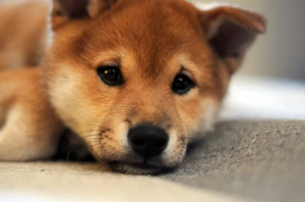 shiba-inu-puppies.webp