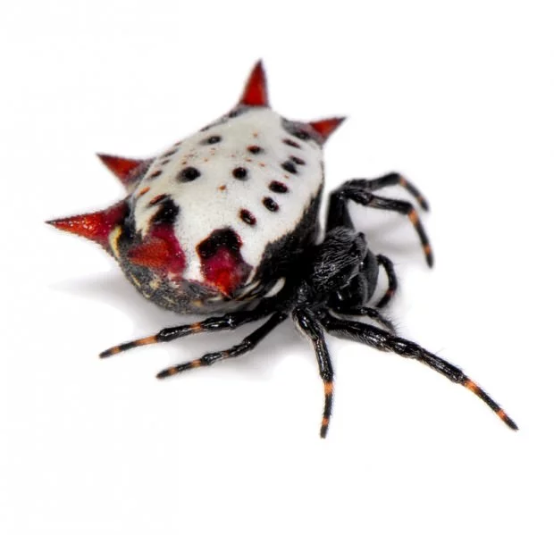 shipastii-payk11-620x599.webp