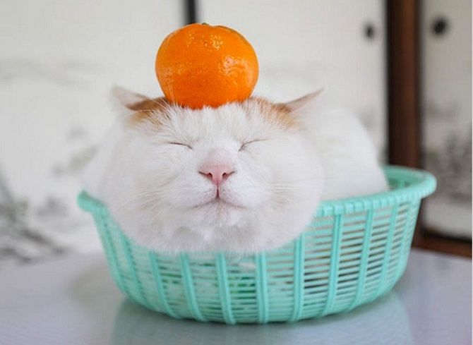 Shironeko1.jpg