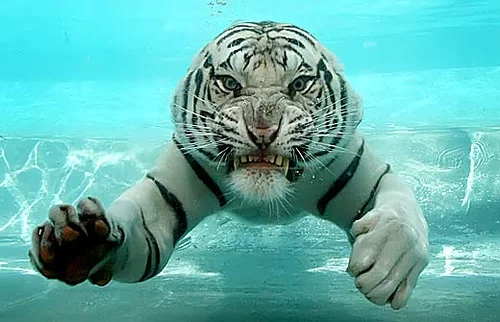 short.webp