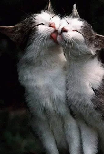 short.webp