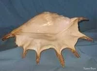 ShorTTMNgODKULuIRWHtxxxjHkAYXZAkAj3dJDvabomEEmBeng.webp