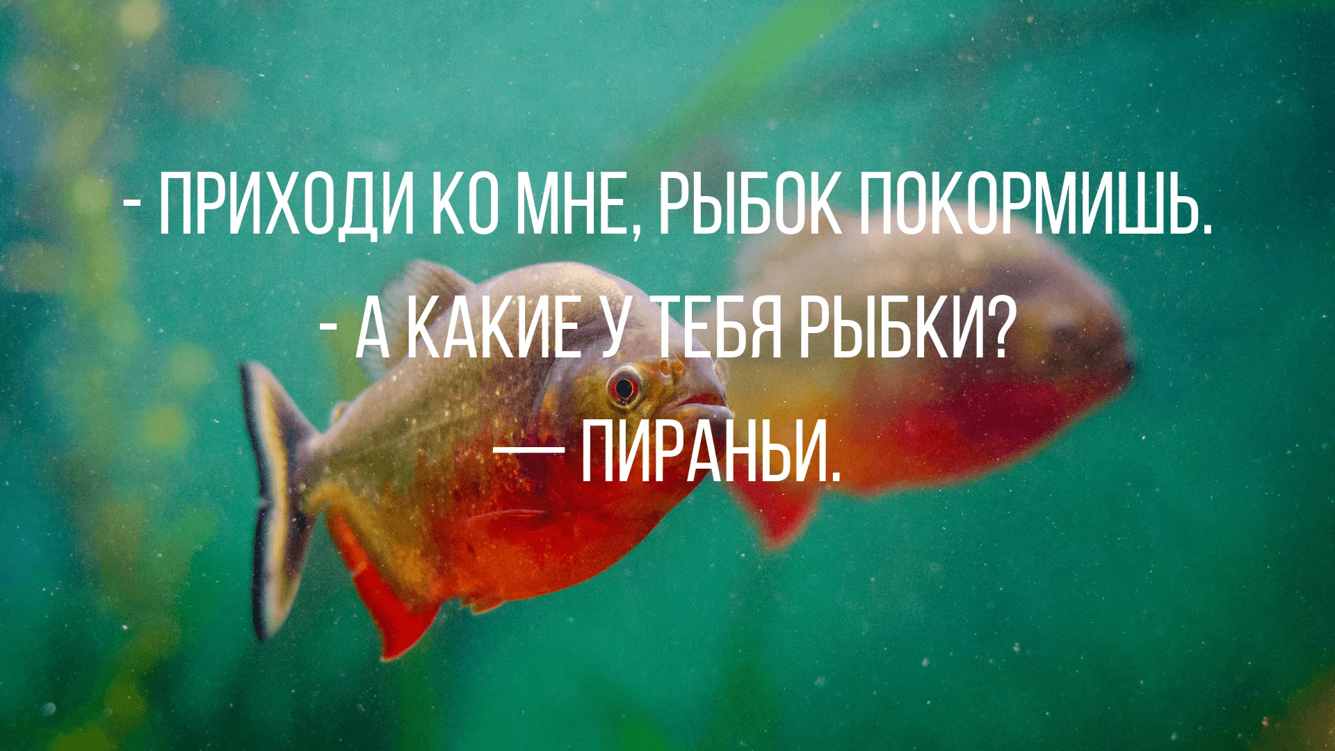 shutki-i-anekdoty-s-chernym-yumorom-1.webp