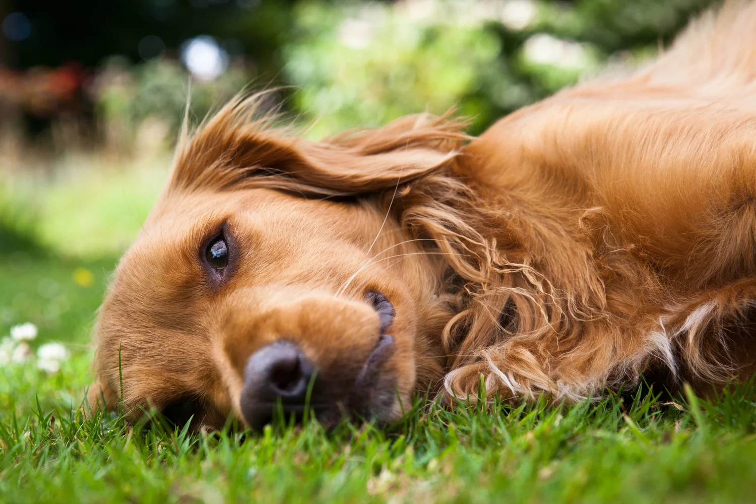 shutterstock_57708280.webp
