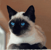 Siam12.gif