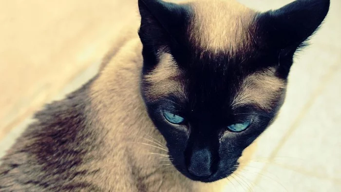 SiameseCat.webp