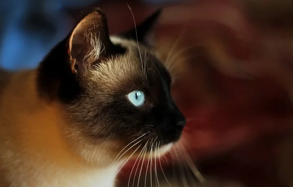 siamskiy-kot-koshka-vzglyad.webp