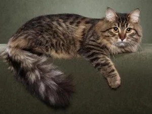 siberian-cat9.webp