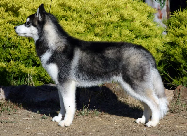 Siberian-husky.webp