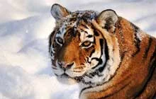 Siberian_Tiger_Resting_On_Snow_220.webp