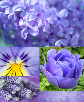 sirenevyj_cvet_foto.webp