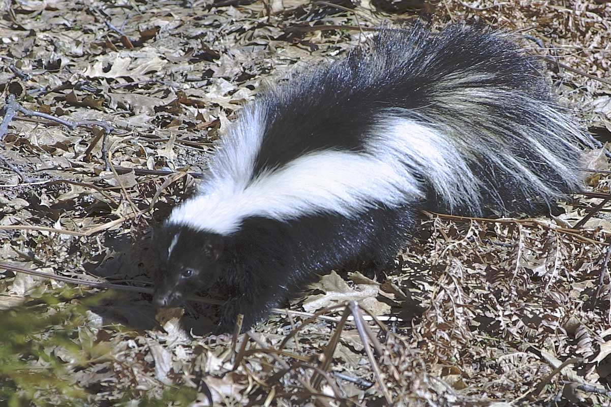 skunk-211-full.jpg