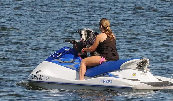 Skuter_dog_1.webp
