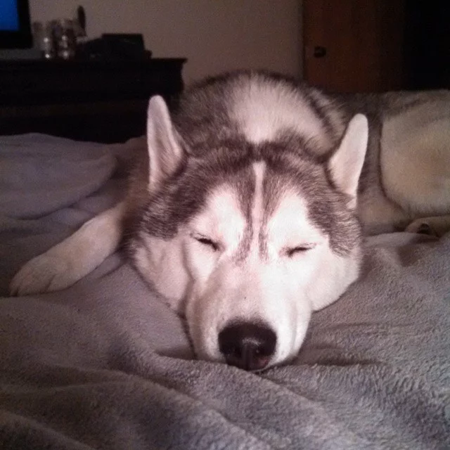 sleeping-husky-pics-photo.webp