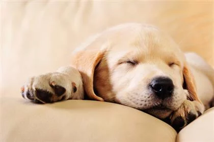 sleepingdogopener.lg_.webp