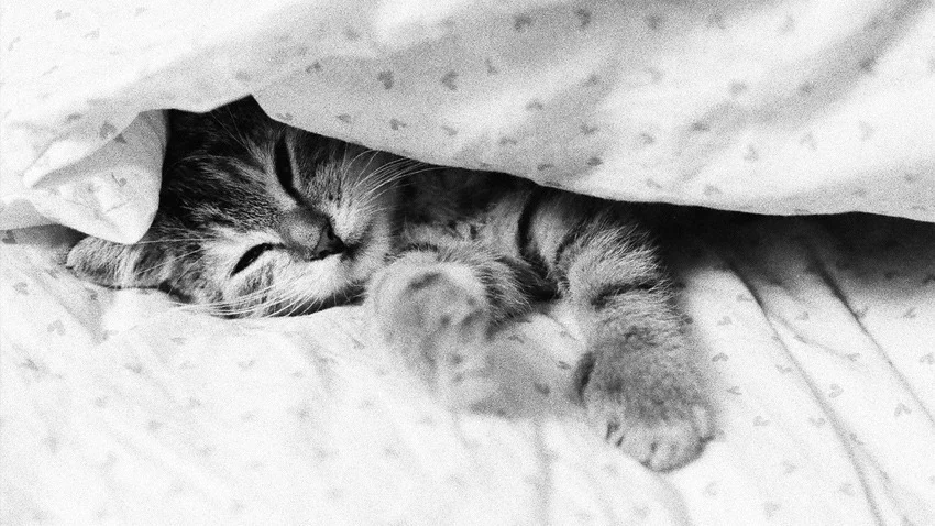 sleepy-cat-850.webp