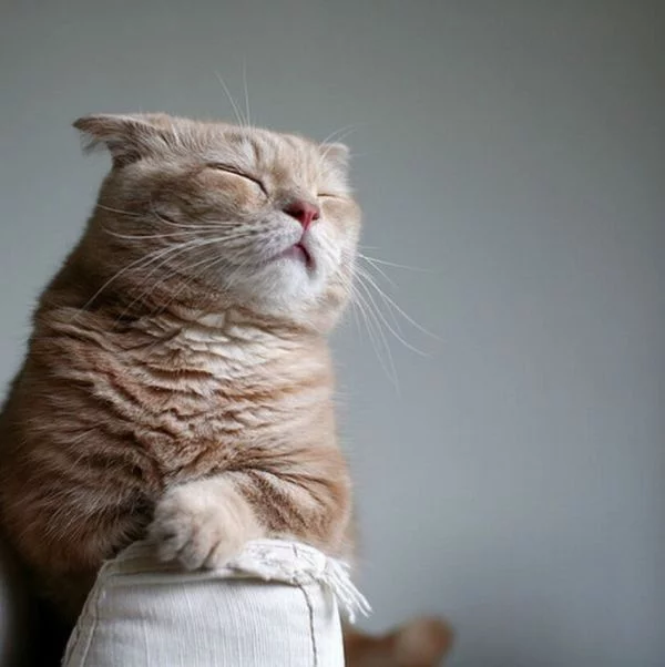 sleepy-cat.webp