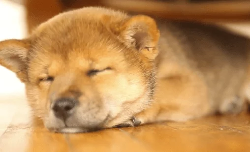 Sleepy-Shiba-Inu-Puppy.webp