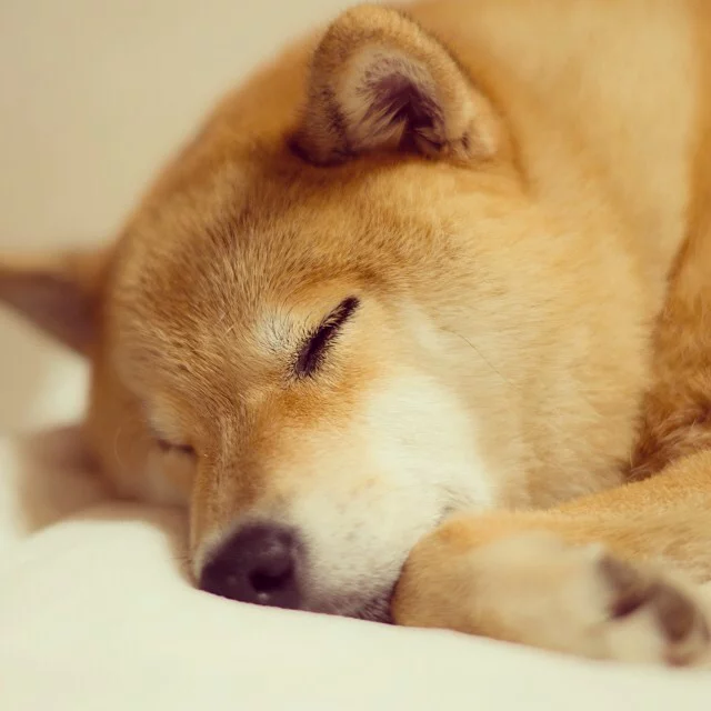 sleepy_by_marutar0-d6rlepj.webp