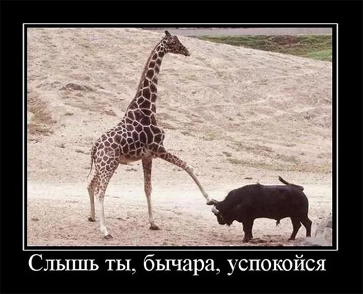 slish_bichara.webp