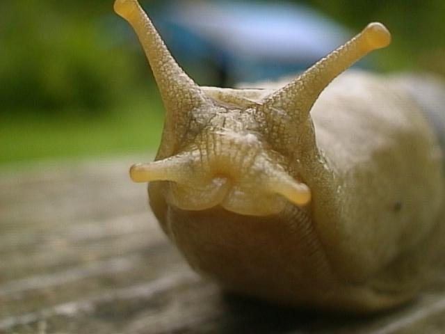 slug6.jpg