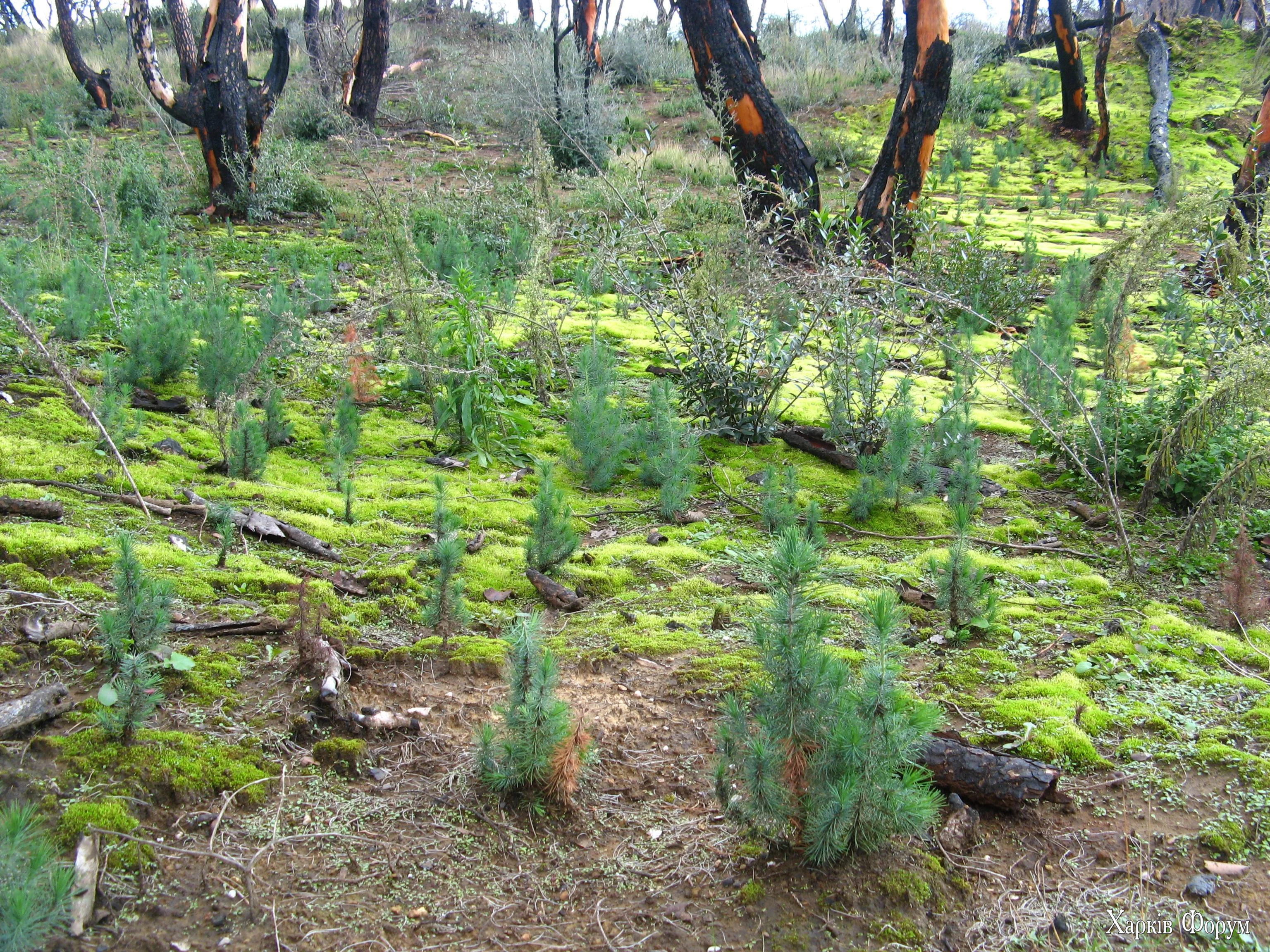 Small_pine_trees_near_Koliri_village.webp