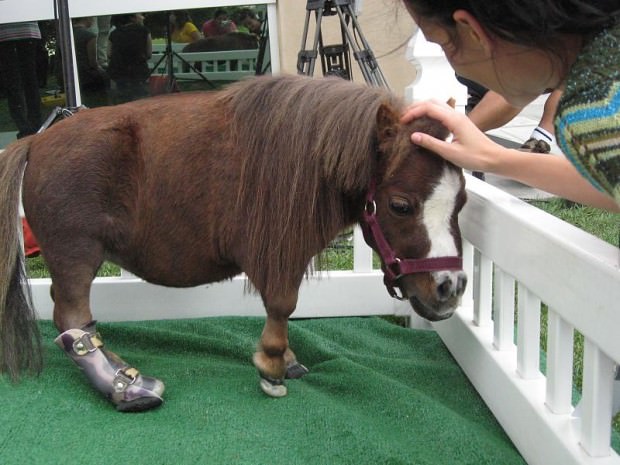 smallest-horse01-620x465.jpg