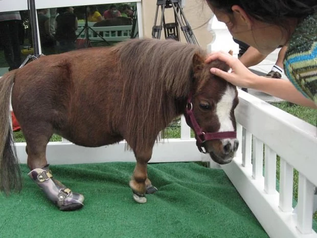 smallest-horse01-620x465.webp