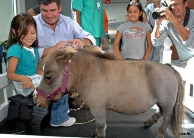 smallest-horse02-620x443.webp