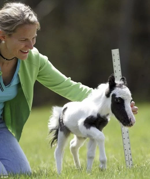 smallest-horse06-519x620.webp