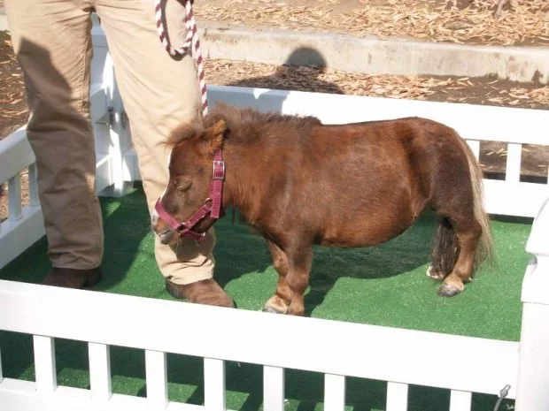smallest-horse07-620x465.webp