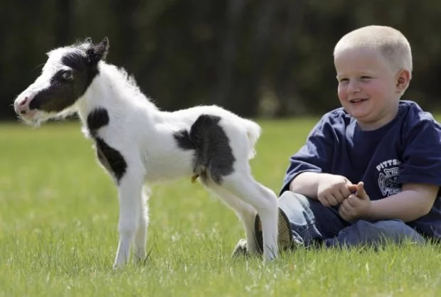 smallest-horse09-620x418.webp
