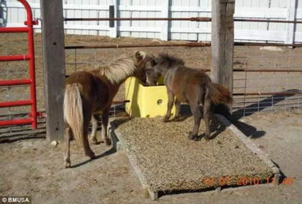 smallest-horse12-620x418.webp