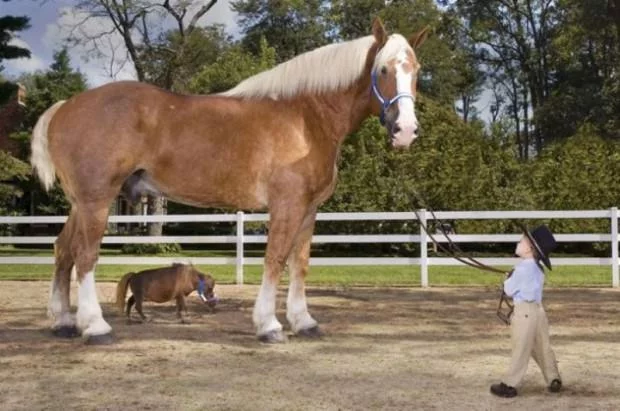 smallest-horse13-620x411.webp