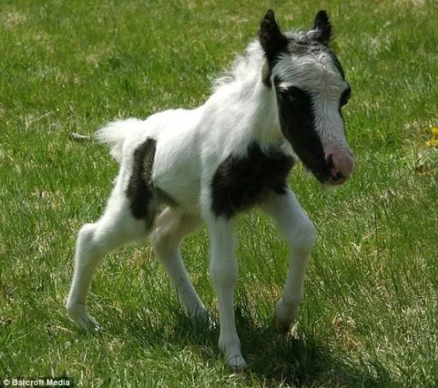 smallest-horse14-620x549.jpg