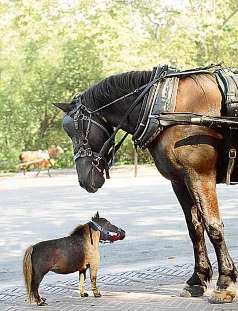 smallest-horse15-474x620.jpg