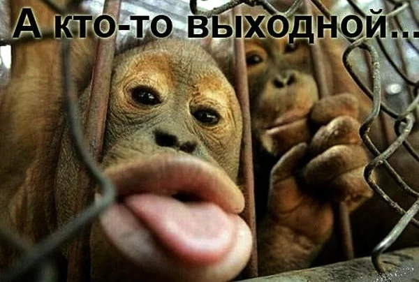 smex-ponedelnik-4.webp