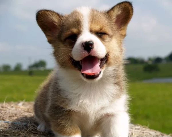smiling-corgi-puppy.webp