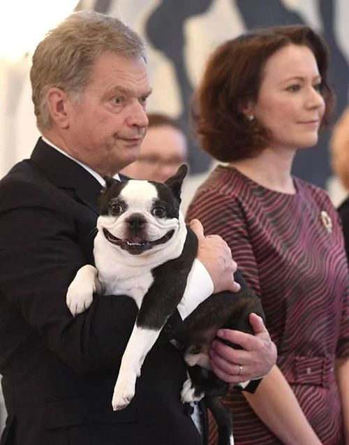 smiling_dog_02.webp